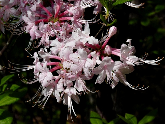 {Rhododendron canescens}